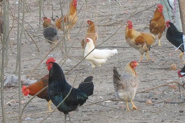 柴鸡苗的购买途径，各大禽苗市场、农禽电商平台一般均有出售