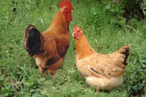 柴鸡苗的购买途径，各大禽苗市场、农禽电商平台一般均有出售