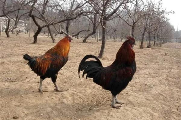 柴鸡苗的购买途径，各大禽苗市场、农禽电商平台一般均有出售