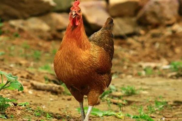 柴鸡苗的购买途径，各大禽苗市场、农禽电商平台一般均有出售