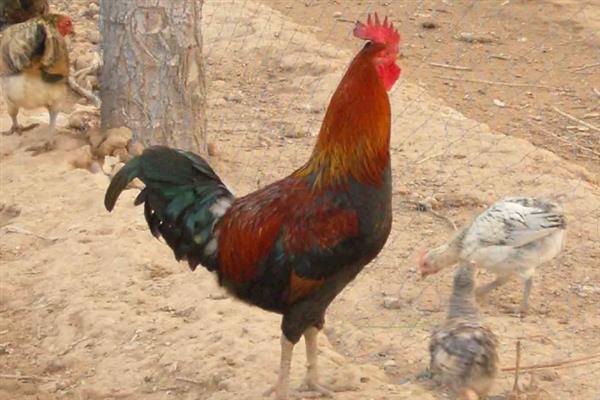 柴鸡苗的购买途径，各大禽苗市场、农禽电商平台一般均有出售