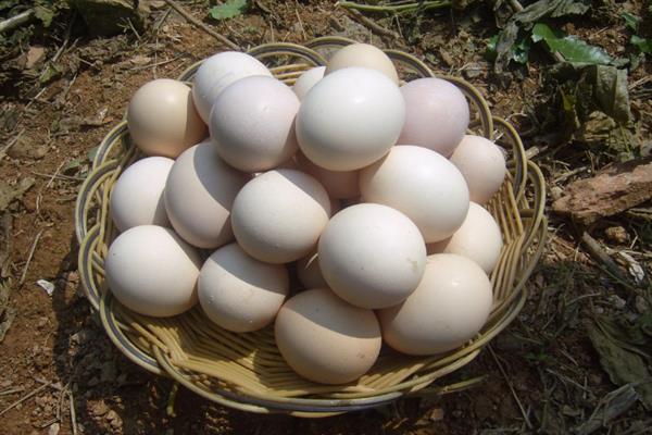 柴鸡苗的购买途径，各大禽苗市场、农禽电商平台一般均有出售