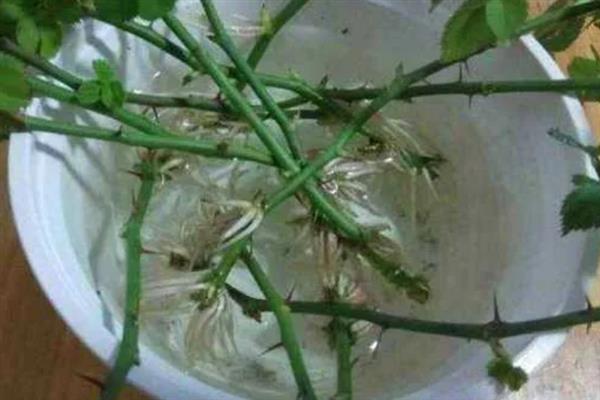 怎么让月季枝生根，扦插前可对枝条涂抹生根粉