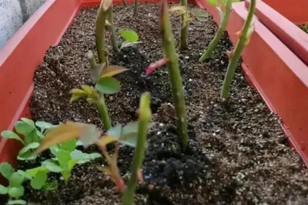 怎么让月季枝生根，扦插前可对枝条涂抹生根粉