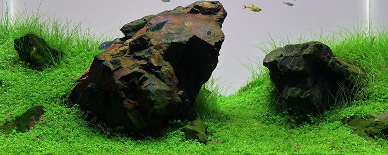 草缸能不加二氧化碳吗,不加二氧化碳是不行的