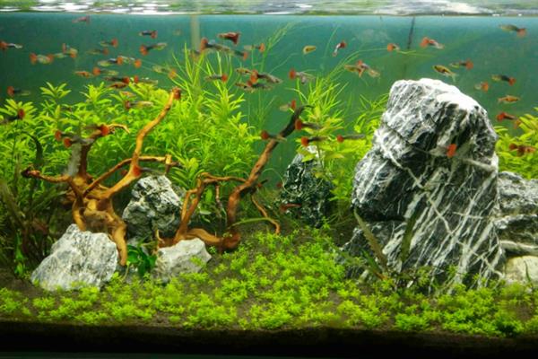 草缸能不加二氧化碳吗,不加二氧化碳是不行的