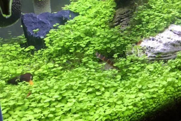 草缸能不加二氧化碳吗,不加二氧化碳是不行的