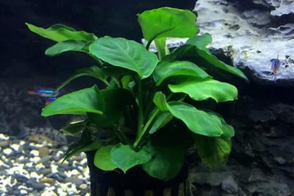 草缸能不加二氧化碳吗,不加二氧化碳是不行的