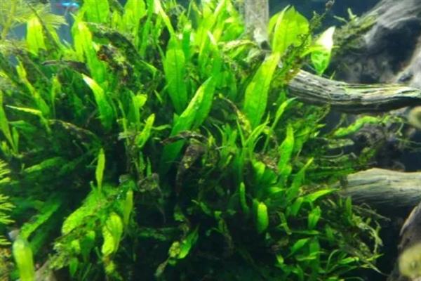 草缸能不加二氧化碳吗,不加二氧化碳是不行的