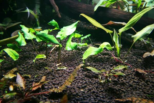 草缸能不加二氧化碳吗,不加二氧化碳是不行的