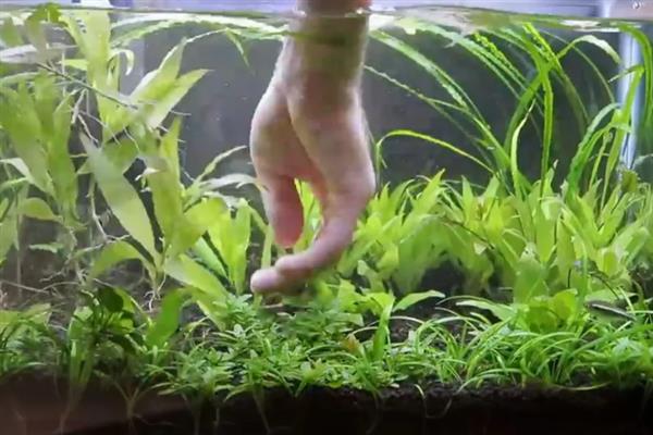 草缸能不加二氧化碳吗,不加二氧化碳是不行的