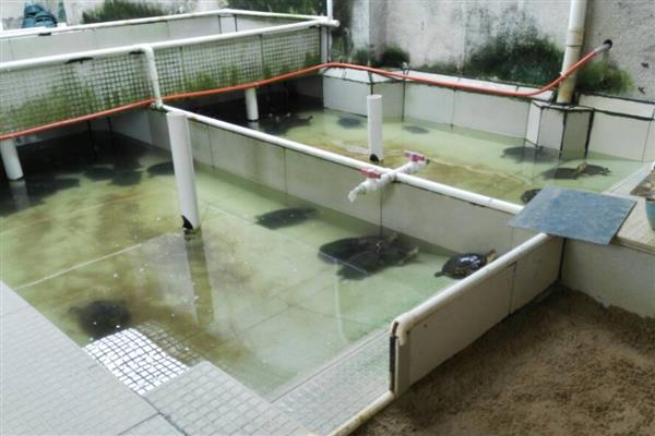 鳄龟能不能和巴西龟养在一起，抢食时鳄龟容易咬死巴西龟