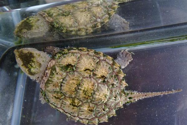 鳄龟能不能和巴西龟养在一起，抢食时鳄龟容易咬死巴西龟