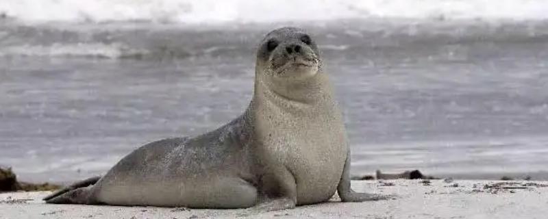 海豹有腿吗,它们有鳍状肢
