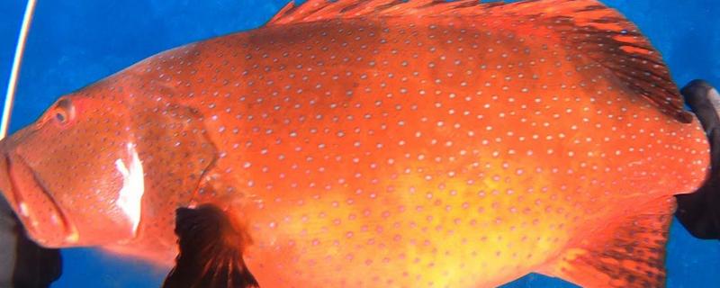 豹星斑的产地,主产于印度洋海域