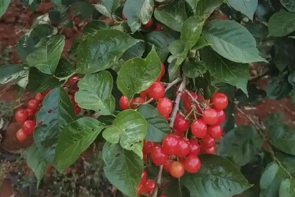 南方能不能种植樱桃，可栽培黄灯笼樱桃、红妃樱桃等品种