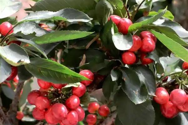 南方能不能种植樱桃，可栽培黄灯笼樱桃、红妃樱桃等品种
