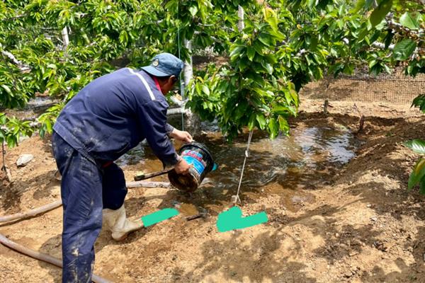 南方能不能种植樱桃，可栽培黄灯笼樱桃、红妃樱桃等品种