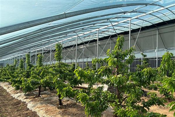 南方能不能种植樱桃，可栽培黄灯笼樱桃、红妃樱桃等品种