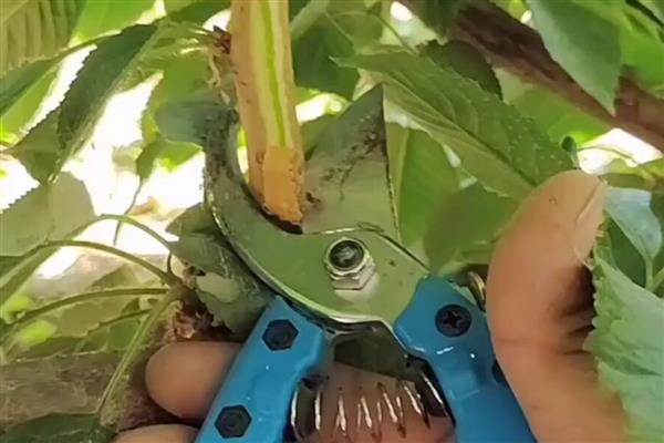南方能不能种植樱桃，可栽培黄灯笼樱桃、红妃樱桃等品种