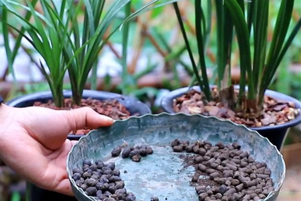 兰花的施肥方法，花期追施磷钾肥可让花朵旺盛生长