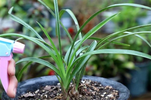 兰花的施肥方法，花期追施磷钾肥可让花朵旺盛生长