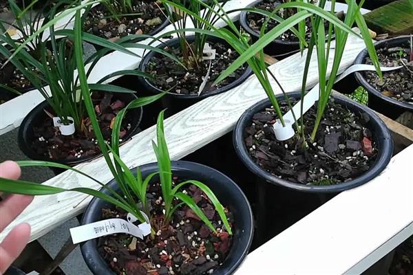 兰花的施肥方法，花期追施磷钾肥可让花朵旺盛生长