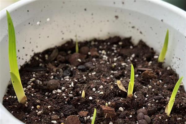 兰花的施肥方法，花期追施磷钾肥可让花朵旺盛生长