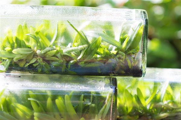 兰花的施肥方法，花期追施磷钾肥可让花朵旺盛生长
