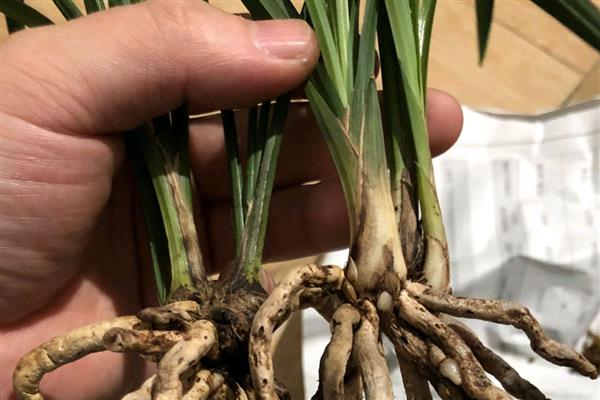 兰花的施肥方法，花期追施磷钾肥可让花朵旺盛生长