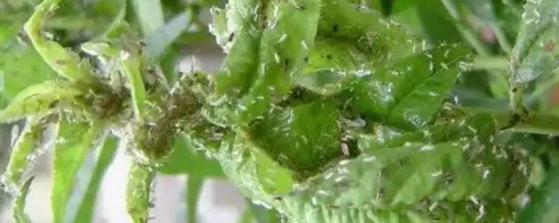 猕猴桃花蕾期蚜虫如何防治，冬天要做好清园工作