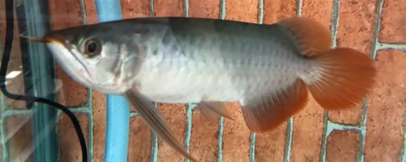 新买的鱼多久过危险期，需要三天