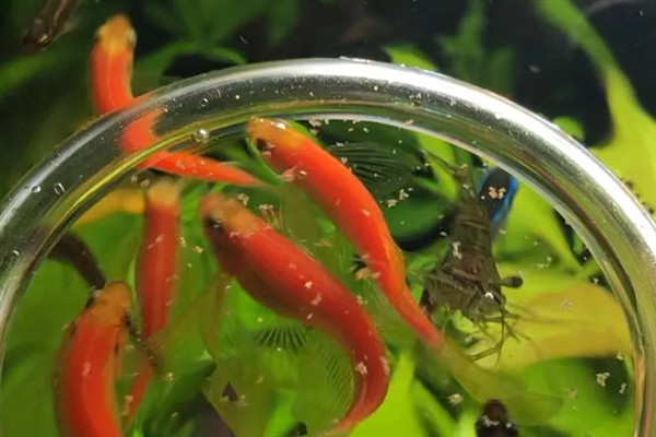 新买的鱼多久过危险期，需要三天