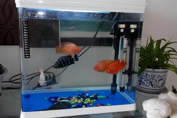 新买的鱼多久过危险期，需要三天