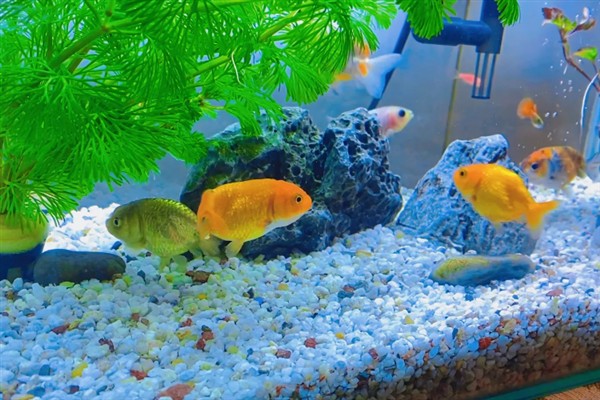 新买的鱼多久过危险期，需要三天