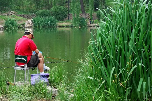 立春后钓鲫鱼如何打窝,将酒米等窝料加入钓饵中再抛竿