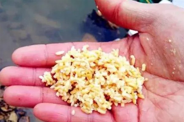 立春后钓鲫鱼如何打窝,将酒米等窝料加入钓饵中再抛竿