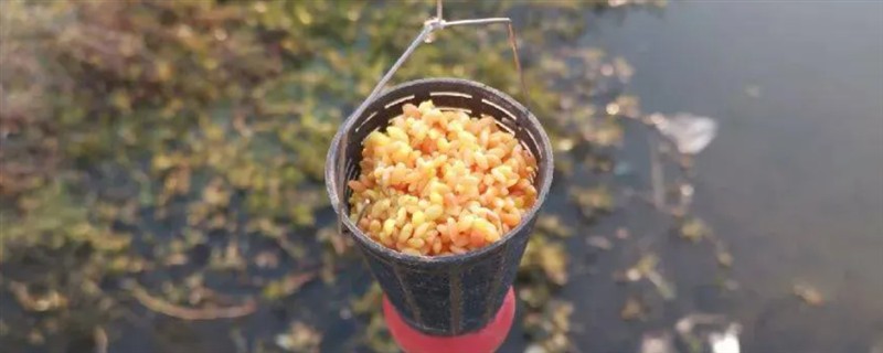 立春后钓鲫鱼如何打窝，将酒米等窝料加入钓饵中再抛竿