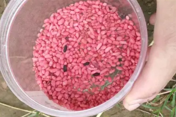 立春后钓鲫鱼如何打窝,将酒米等窝料加入钓饵中再抛竿