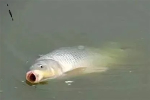 立春后钓鲫鱼如何打窝,将酒米等窝料加入钓饵中再抛竿