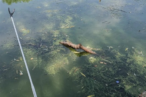 立春后钓鲫鱼如何打窝,将酒米等窝料加入钓饵中再抛竿