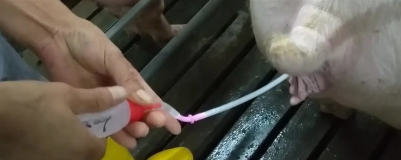 母猪人工授精的深度，子宫体输精应达到距子宫颈15-20厘米处