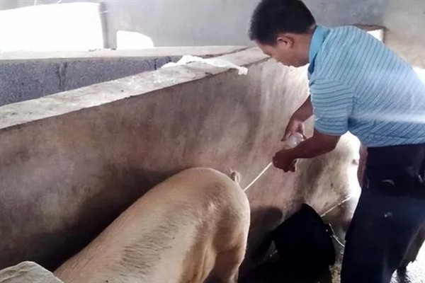 母猪人工授精的深度，子宫体输精应达到距子宫颈15-20厘米处