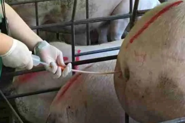 母猪人工授精的深度，子宫体输精应达到距子宫颈15-20厘米处