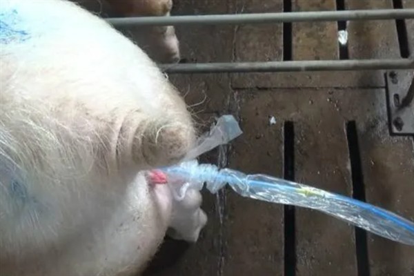 母猪人工授精的深度，子宫体输精应达到距子宫颈15-20厘米处