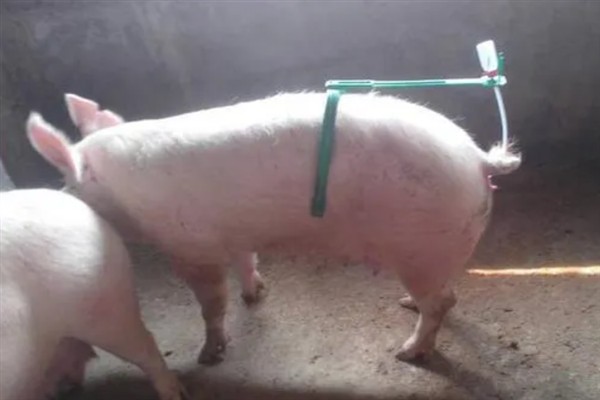 母猪人工授精的深度，子宫体输精应达到距子宫颈15-20厘米处