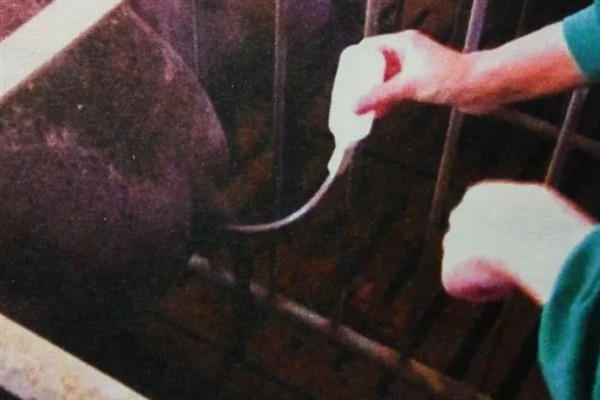 母猪人工授精的深度，子宫体输精应达到距子宫颈15-20厘米处