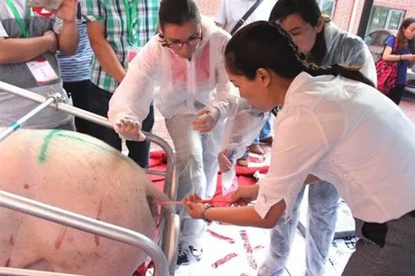 母猪人工授精的深度，子宫体输精应达到距子宫颈15-20厘米处