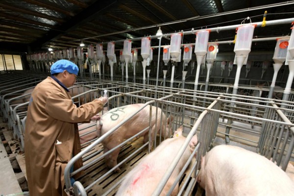 母猪人工授精的深度，子宫体输精应达到距子宫颈15-20厘米处