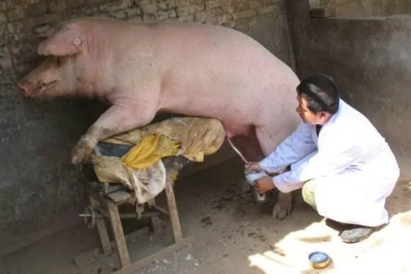 母猪人工授精的深度，子宫体输精应达到距子宫颈15-20厘米处